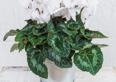THE PERFECT POTTED CYCLAMEN